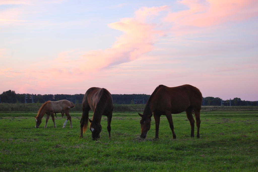 Lelymare Logies Lägenhet Lelystad Exteriör bild